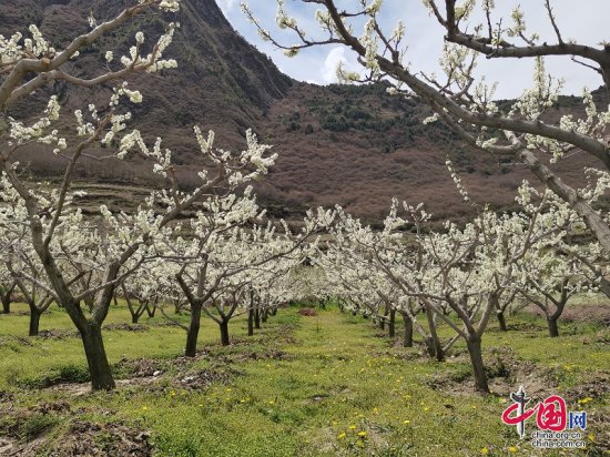理县这个村，两千余亩特色<em>水果</em>花盛开，又是丰收的一年！