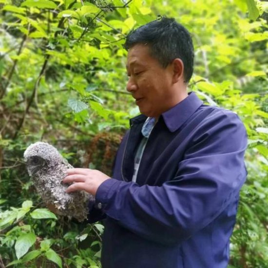 湖南洞口：群众与森保部门接力助灰林鸮回归自然