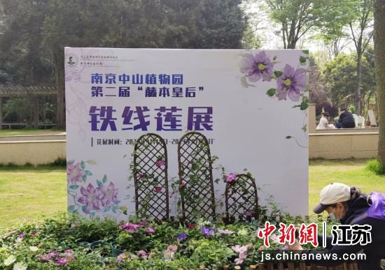 “藤本皇后”<em>铁线莲</em>展在南京中山植物园开展