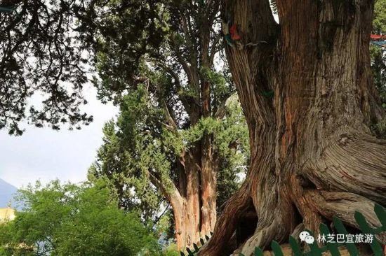 西藏有一棵树，它获得了“<em>大世界</em>基尼斯之最”