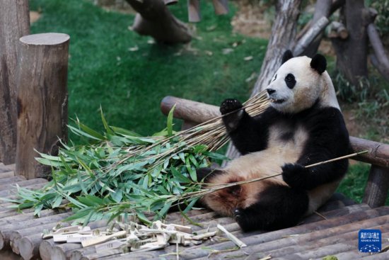 大熊猫有“超能力”！翻开中国国宝的“世界影集”