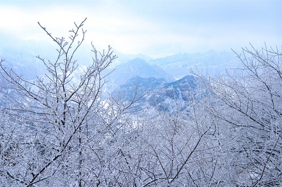 河北武安：雾凇景观绽放冬日浪漫
