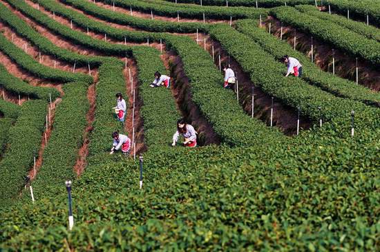 <em>泸州</em>纳溪：数字赋能 助推茶产业提质增效