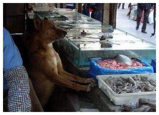 鱼贩老板顺手收养快饿死的流浪狗, 从此之后店内生意一发不可收拾