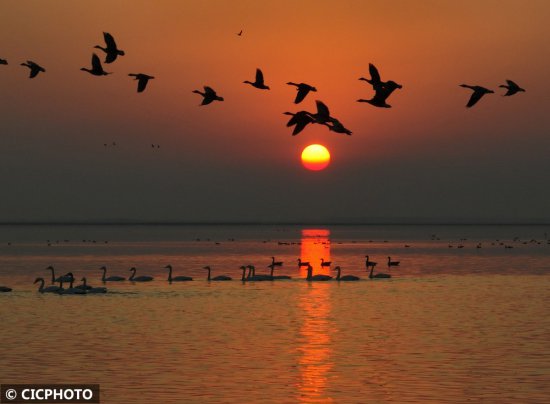湖北武汉：湿地候鸟舞翩跹