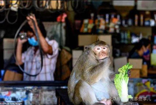 泰国小镇被3500只<em>猴子</em>占据 当地被迫启动绝育计划