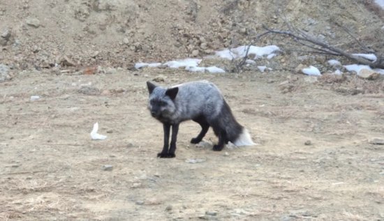基因变种动物现身北京，罕见的银<em>黑狐</em>，<em>为什么</em>会在门头沟出现？
