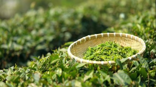 日照五莲：发展茶产业助力乡村振兴