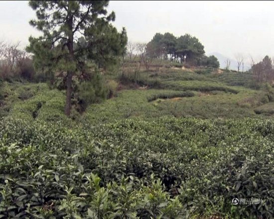 南京农妇采茶被人一箭穿心 打猎者：以为是野猪