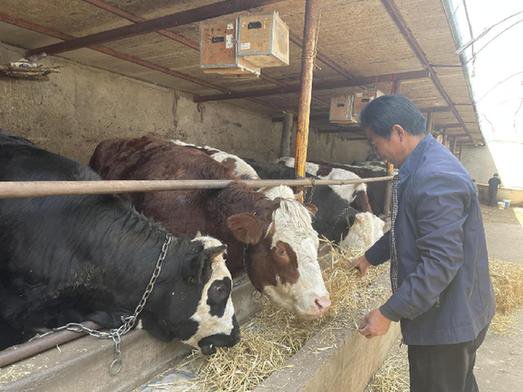 凉州区双城镇：牛产业“牛劲儿”足