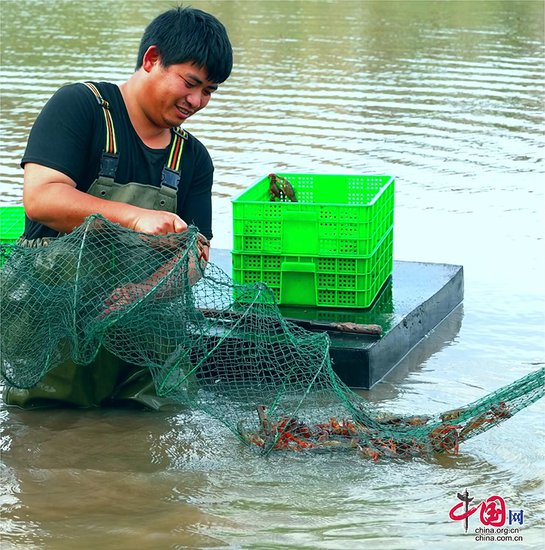自贡市荣县加速川南早虾产业集群建设 打造“鱼米之乡”