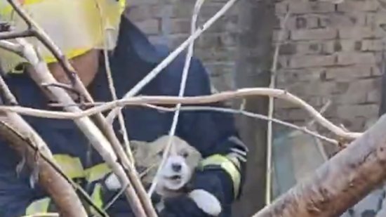 <em>德牧犬</em>在火场徘徊，消防员“读懂”狗狗意思救出另一小狗