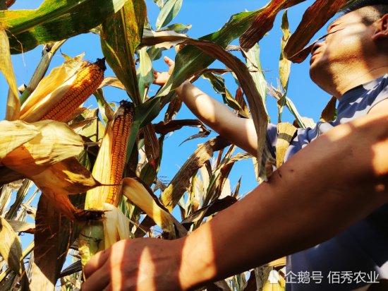 黄淮夏玉米还有一周成熟，农民为啥提前收获，你家<em>亩产多少斤</em>？