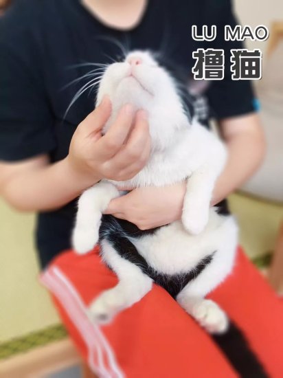 【邀请函&预览】猫の回家路-<em>北京领养</em>日Mini