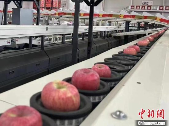 （新春走基层）黄土高原上的“苹果之乡”：<em>洛川</em>苹果迎来销售...