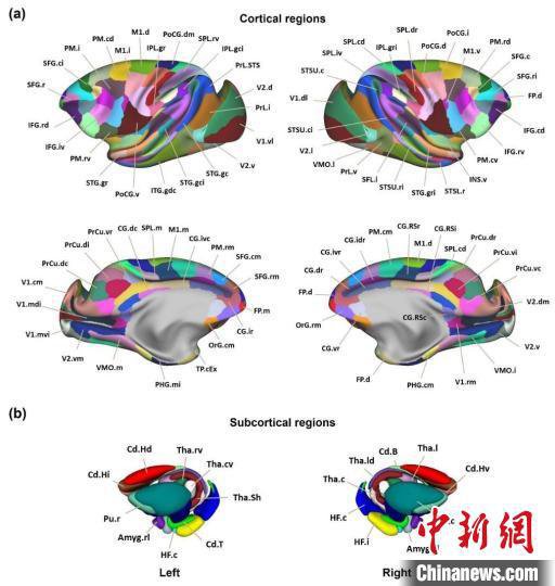 <em>中国</em>科学家绘制全新猕猴脑<em>网络</em>组图谱 全球开放共享