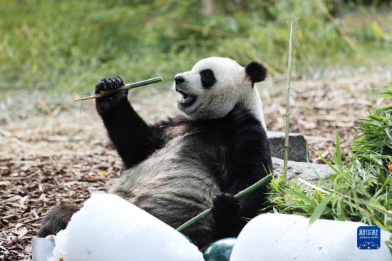比利时出生的大熊猫双胞胎庆祝<em>四岁</em>生日