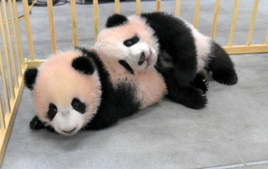 上野动物园发布<em>双胞胎</em>大熊猫<em>最新</em>萌照 体重已近10公斤