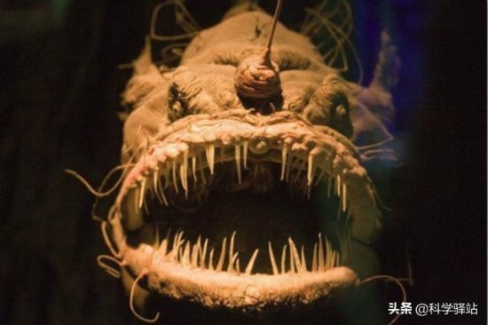 海底一万米到底有多恐怖？深海动物的面貌让人窒息