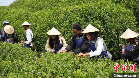 茶与咖啡的“碰撞”<em> 留学生</em>在浙江乡村感受中西文化交流