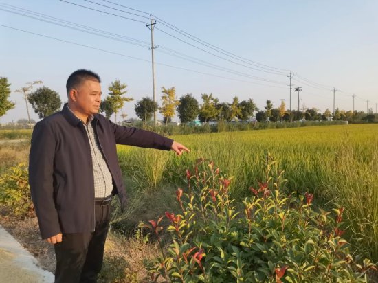安徽颍上县：推进稻米产业全链条绿色高质量发展