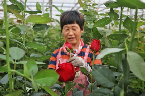 鲜切玫瑰年产1亿枝 山东新泰打造高端玫瑰鲜切花基地