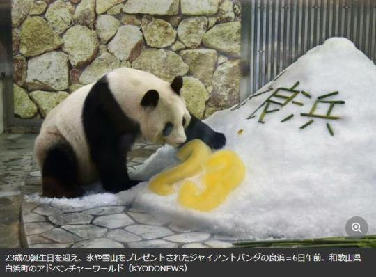 日本华媒：旅日大熊猫“良浜”庆祝23岁生日