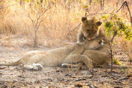 南非披露一起严重<em>虐待动物事件</em>：30头非洲狮被迫执行安乐死