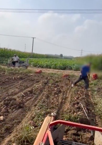 上次是南瓜这次是红薯 女子<em>包</em>500亩<em>地种</em>红薯被村民偷挖