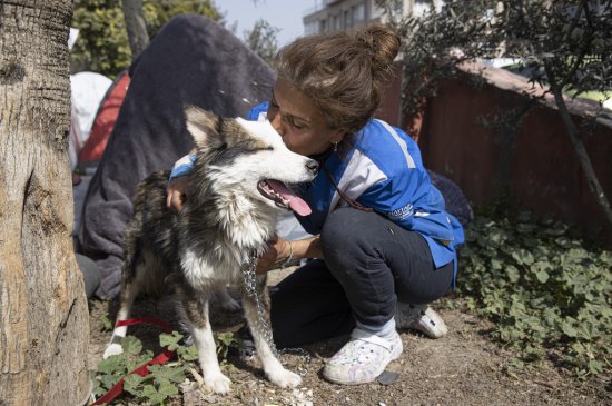 土耳其地震惊现“狗坚强”，一条哈士奇被埋23天获救