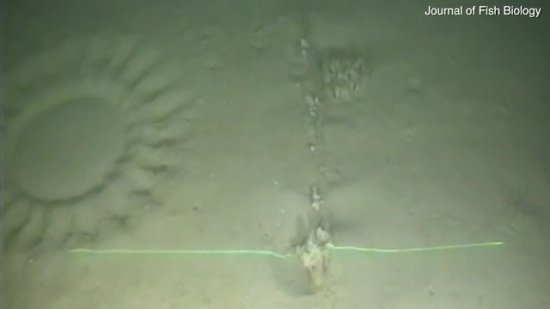 科学家在澳大利亚130米深海底发现水下"<em>麦田怪圈</em>"