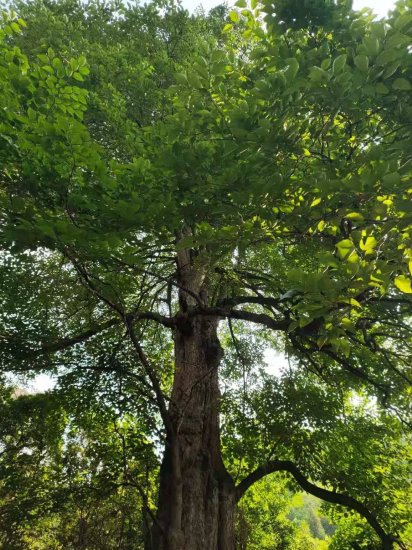 云南保山这棵千年<em>野生桑树</em>被专家评为“世界桑树王”树高49.8米...