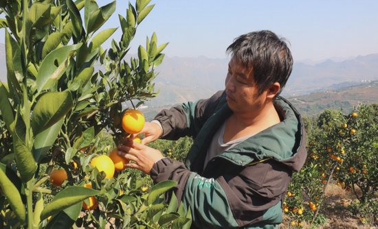 晴隆：8000亩脐橙集中上市 电商、媒体助力促销售-新华网