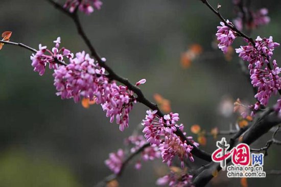 四川青川：全国最大的野生<em>紫荆</em>花群落迎来最佳赏花期