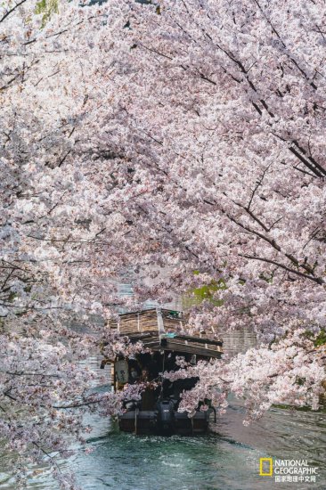 疫情都三年了 日本的樱花还好看吗？