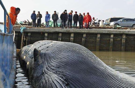 浦东滨海口发现死鲸 头部缺失胸鳍被割