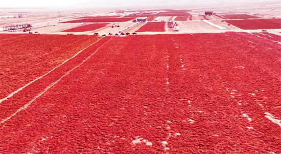 深秋的新疆焉耆铺满“红毯”