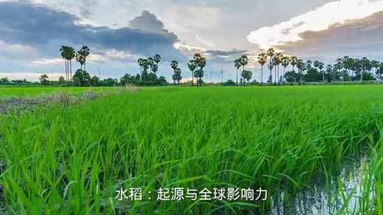 水稻种植最早出现于哪一地区、水稻种植最早出现<em>于哪里</em>