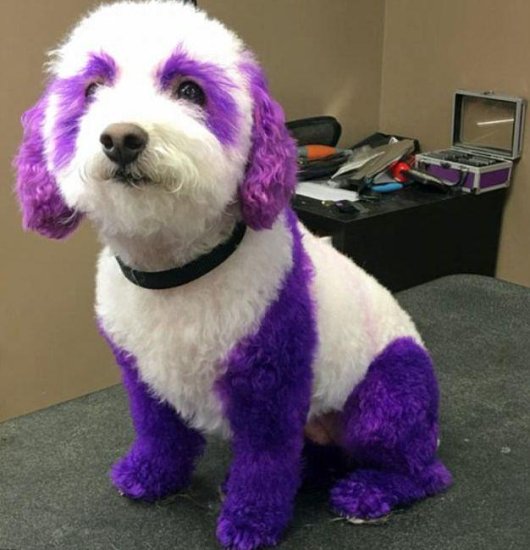 加拿大女子酷爱给宠物狗染色 用色“大胆”造型奇特