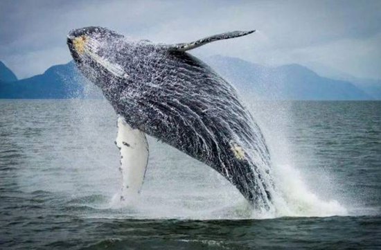 鲸鱼的难言之隐——藤壶，却成了人类的“宝”