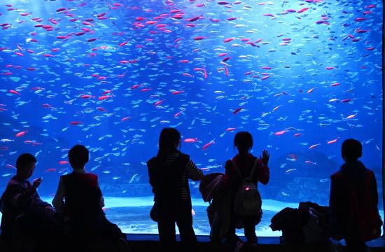 重庆：小学生探索“<em>海底世界</em>”开启趣味研学课堂