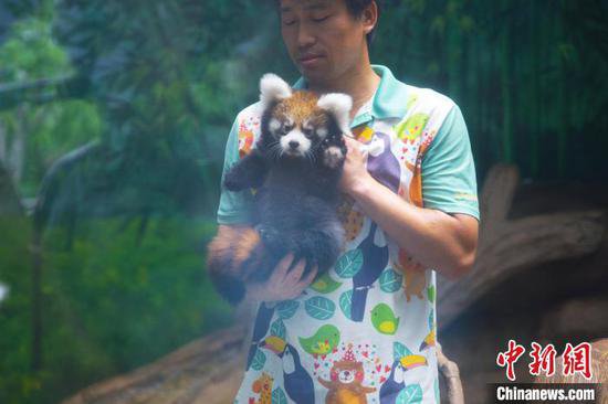 厦门灵玲<em>动物</em>王国成功繁育罕见小熊猫三胞胎