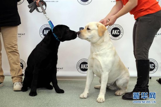 <em>拉布拉多</em>蝉联美国最受欢迎犬种