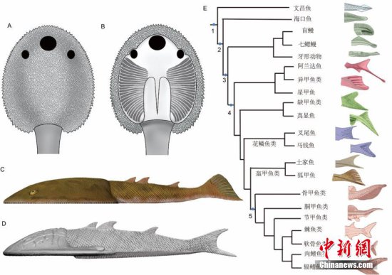 4.1亿年前<em>九尾狐</em>甲鱼化石揭秘早期鱼类游泳速度