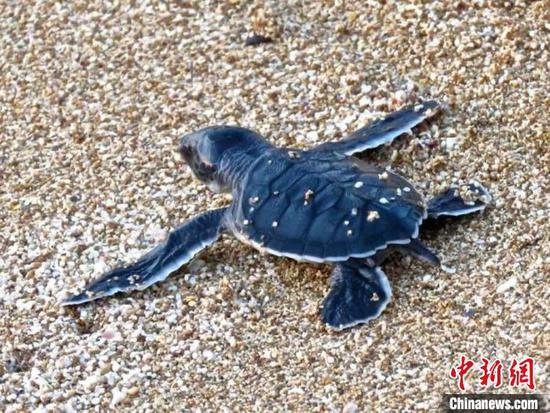 国际最新研究：全球气候变暖或使地中海绿海龟筑巢范围扩大