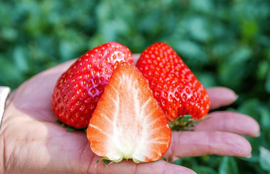 国内哪的草莓最好吃？经过评比，这8<em>个</em>地方名气较大，有你家乡吗