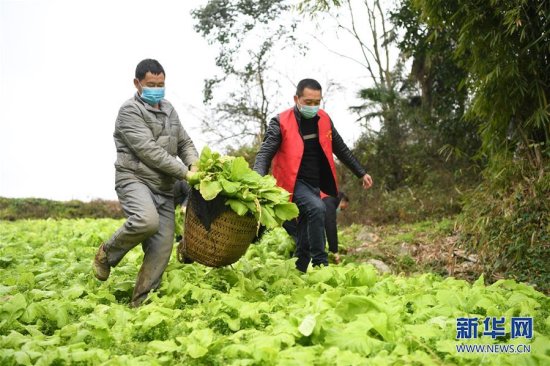 重庆：疫情下的乡村<em>蔬菜配送</em>小队-国际在线
