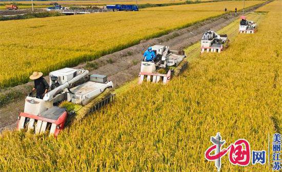 苏垦农发南通分公司：外拓基地4000亩水稻大规模收割
