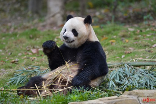 “蓉宝”从成都走向全世界，这只可爱的熊猫会带来<em>哪些</em>新惊喜？