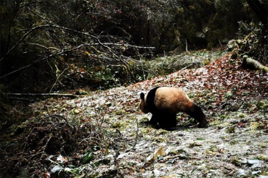 从圈养到放归，大熊猫如何重返自然？